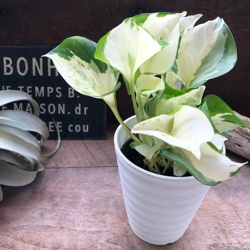 ［現品］【希少】9番　♡かわいい♡ ポトス　ステータス　7号　レア　本物 46674c873a61e29689e1c0c675178f