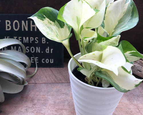 ab0dc38963c05c4456cdadc632ead0