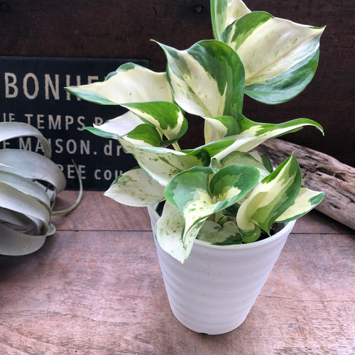 ［現品］【希少】9番　♡かわいい♡ ポトス　ステータス　7号　レア　本物 ポトス ステータス ポトスの王様 観葉植物 斑入り品種 レア 珍しい