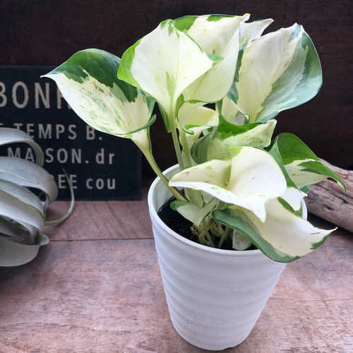 ポトス♡ステータス♡エンジョイの枝変わり品種♡斑入り♡観葉植物