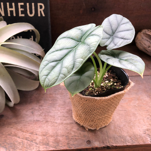 極上 アロカシア シルバードラゴン アルボ a PLANCHU 観葉植物 アロカシア シルバードラゴン 5号鉢 受け皿付き 育て