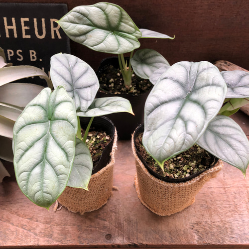 シルバードラゴン♡アロカシア♡ガーデニング♡観葉植物 アート