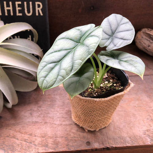 シルバードラゴン♡アロカシア♡ガーデニング♡観葉植物 アート