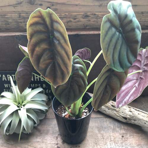 アロカシア クプレア レッドシークレット ♡大苗♡観葉植物 珍しい品種
