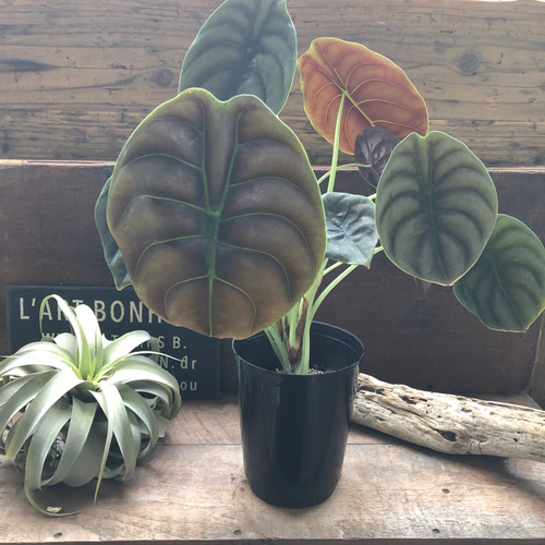 アロカシア クプレア レッドシークレット ♡大苗♡観葉植物 珍しい品種
