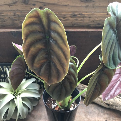アロカシア クプレア レッドシークレット ♡大苗♡観葉植物 珍しい品種