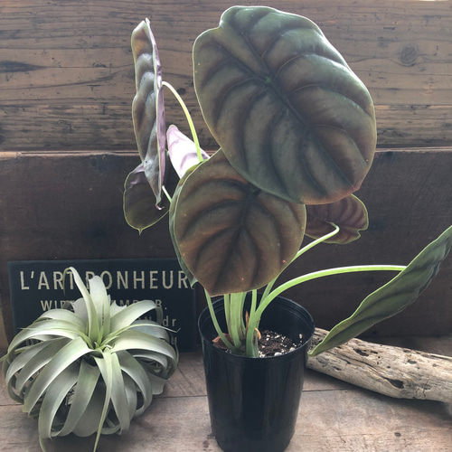 アロカシア クプレア レッドシークレット ♡大苗♡観葉植物 珍しい品種