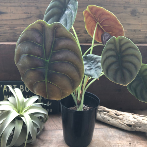 アロカシア クプレア レッドシークレット ♡大苗♡観葉植物 珍しい品種