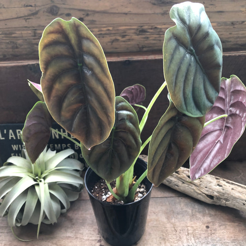 アロカシア クプレア レッドシークレット ♡大苗♡観葉植物 珍しい品種