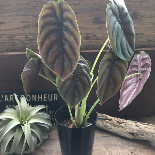 アロカシア クプレア ピンク斑入り Alocasia Cuprea Pink 希少