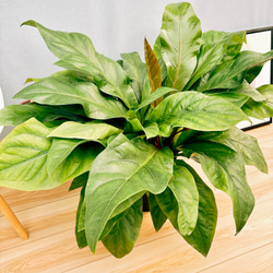 現品］【希少】アンスリウム ジャングルブッシュ 8号 観葉植物