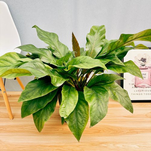 現品］【希少】アンスリウム ジャングルブッシュ 8号 観葉植物 室内