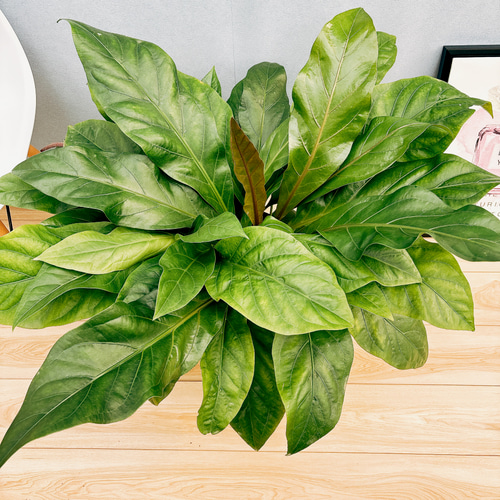 現品】アンスリウム・ジャングルブッシュ 7号 黒鉢（4） 希少