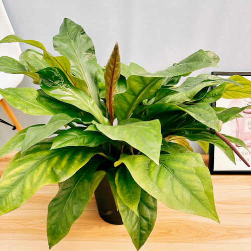 現品］【希少】アンスリウム ジャングルブッシュ 8号 観葉植物