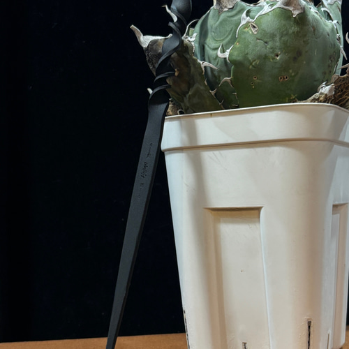 育てるソイルスティック マッドブラック 塊根植物 コーデックス