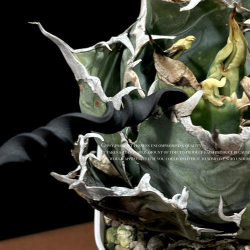 育てるソイルスティック マッドブラック 塊根植物 コーデックス