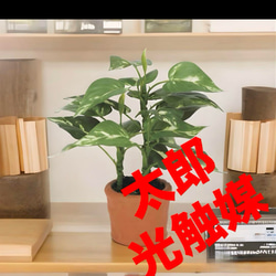 光触媒　人工観葉植物　ウォールグリーン　フェイクグリーン　エバーフレッシュ182 光触媒 人工観葉植物 ウォールグリーン フェイクグリーン