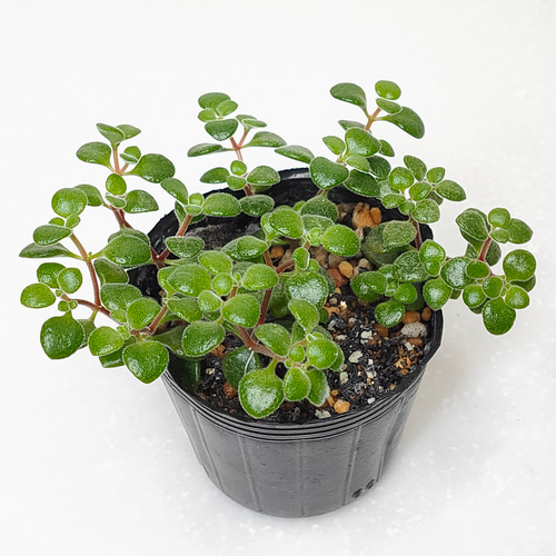 送料無料】ブロウメアナ【クラッスラ 多肉植物】 多肉植物 エケベリア