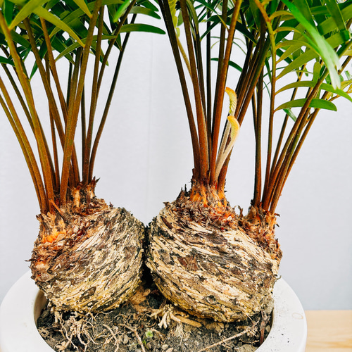 現品］ザミア フロリダーナ 7号 蘇轍 観葉植物 室内 レア 細葉