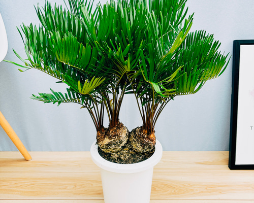 sari様専用 希少 ザミア フロリダーナ 陶器鉢 植え込み発送