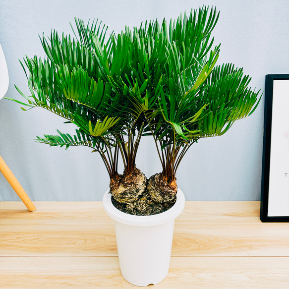その他観葉植物 Masami 現品］ザミア フロリダーナ 7号 蘇轍 観葉植物 室内 レア 細葉