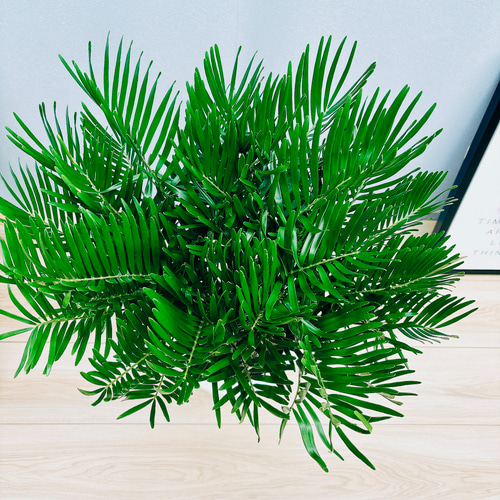 現品］ザミア フロリダーナ 7号 蘇轍 観葉植物 室内 レア 細葉