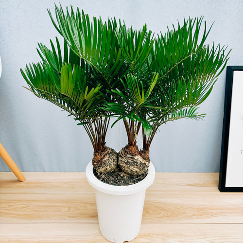 現品］ザミア フロリダーナ 7号 蘇轍 観葉植物 室内 レア 細葉