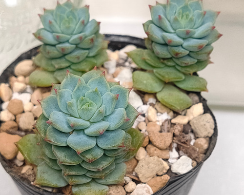 パンダフェイス【エケベリア 多肉植物】 多肉植物 エケベリア