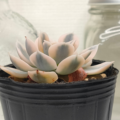 マケベニア錦【エケベリア 多肉植物】 多肉植物 エケベリア マケベニア錦【エケベリア 多肉植物】 多肉植物 エケベリア