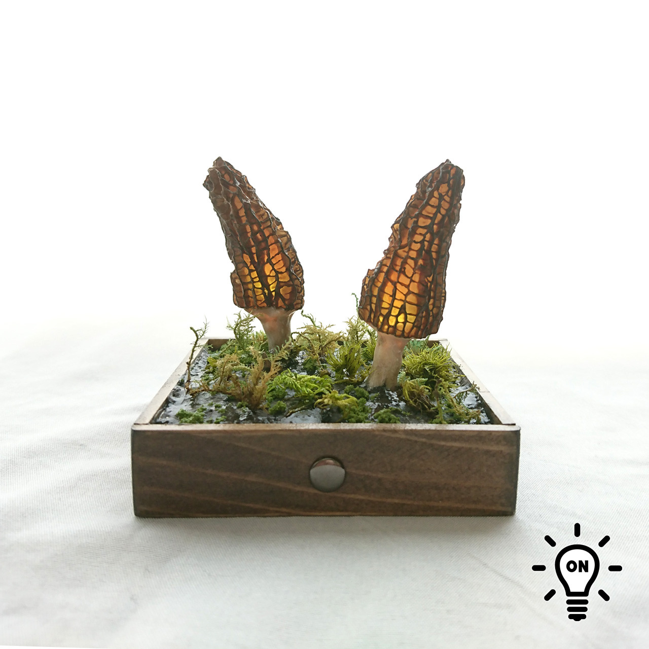 アミガサタケのランプ9