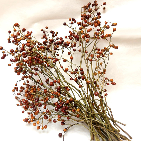 ノイバラの実 難あり商品 ドライフラワー Satsuki 通販 17936576