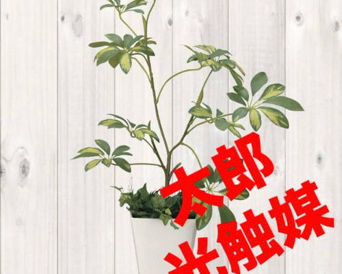 光触媒　人工観葉植物　ウォールグリーン　フェイクグリーン　シェフレラアレンジＲ 光触媒 人工観葉植物 ウォールグリーン フェイクグリーン シェフレラ68