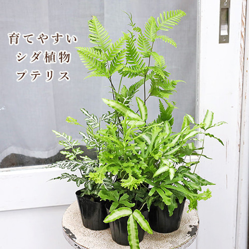 観葉植物 シダ」の人気商品一覧 | 安い商品を通販サイトから探す