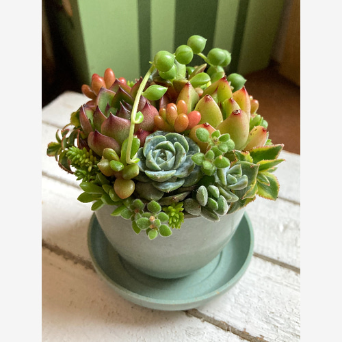現品1点］多肉植物セダム寄せ植え 鉢と鉢皿セット トロピカル