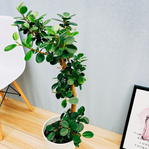 現品］【希少】パンダガジュマル 8号 観葉植物 室内 レア ゴムの木