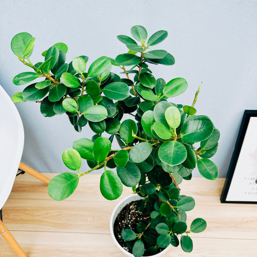 現品］【希少】14番 パンダガジュマル 7号 観葉植物 室内 多幸の木