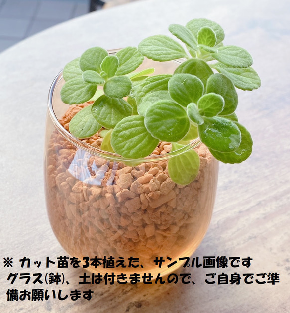 多肉植物緑ボタン2カット(カットに付き根っこ有りません)