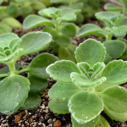 多肉植物 緑ボタン 2カット(カットに付き根っこ有りません) 緑牡丹