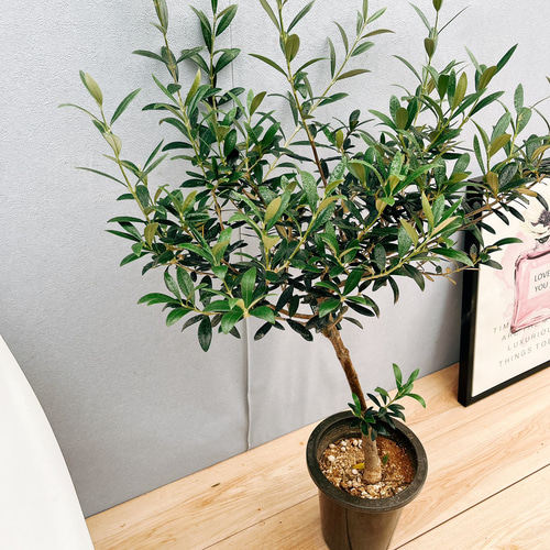 現品］29番 創樹 オリーブ マンザニロ 7号 観葉植物 オリーブの