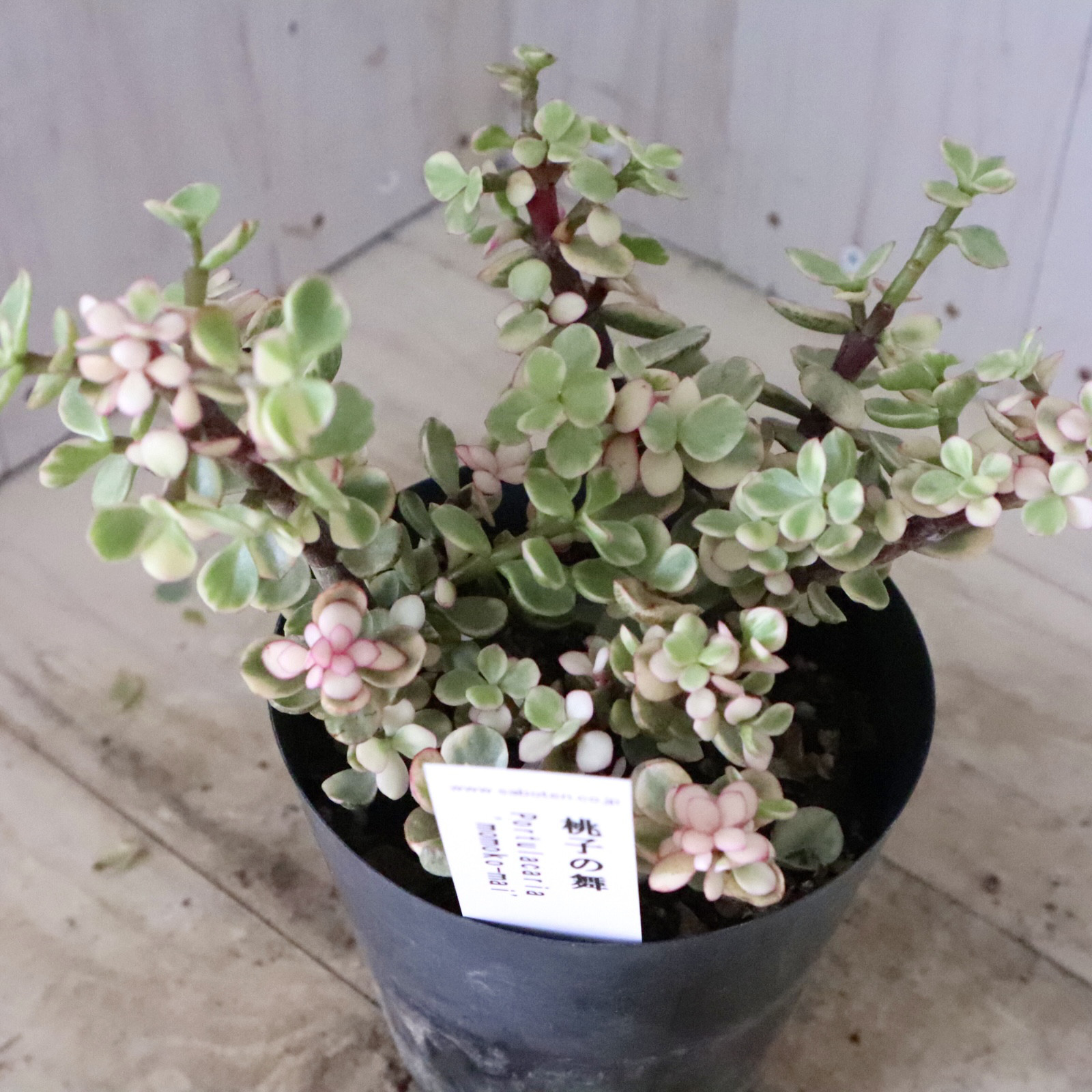 ハンドメイド❁⃘*.゜多肉植物棚❁⃘*.゜ 黄色く