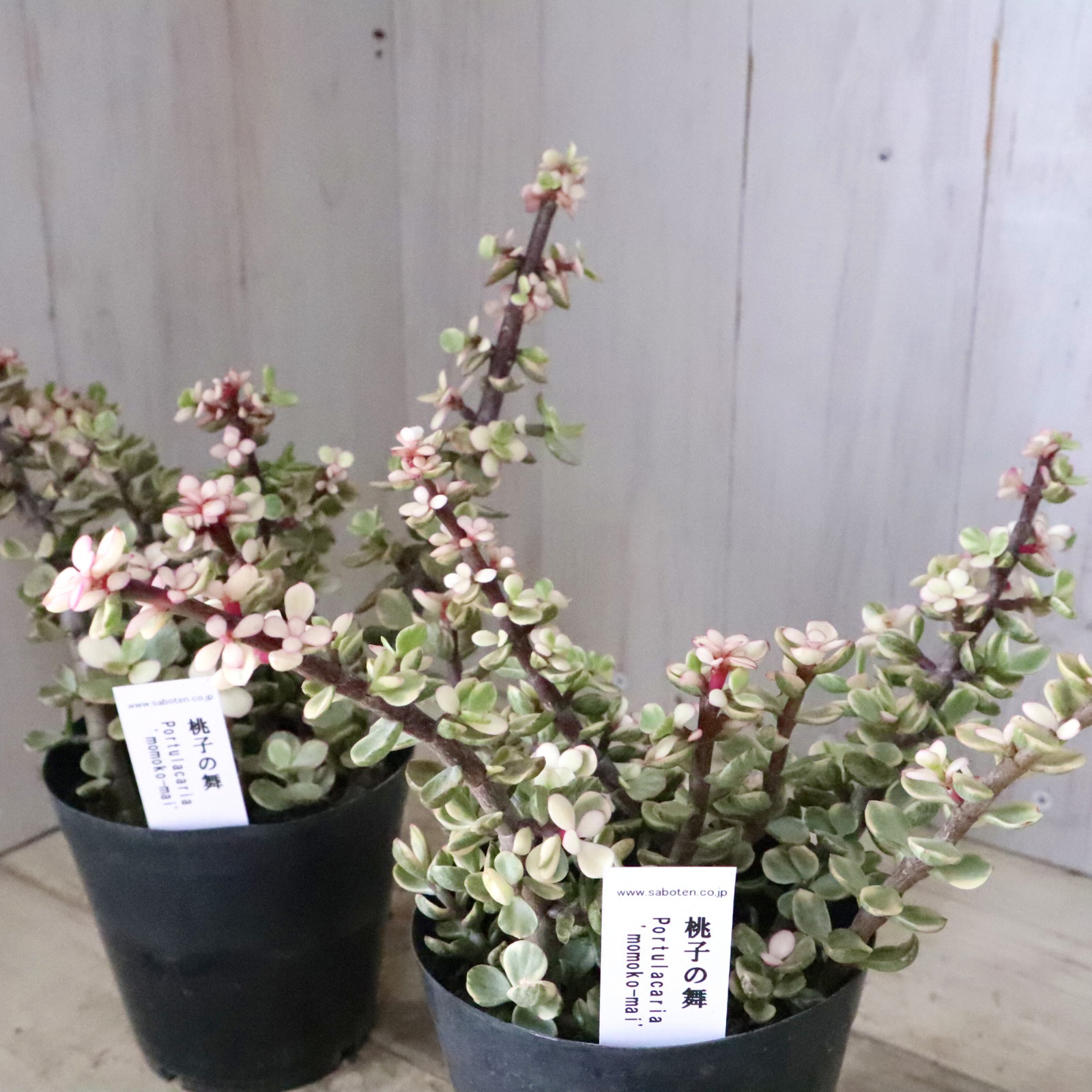 ハンドメイド❁⃘*.゜多肉植物棚❁⃘*.゜ ハンドメイド❁⃘*.