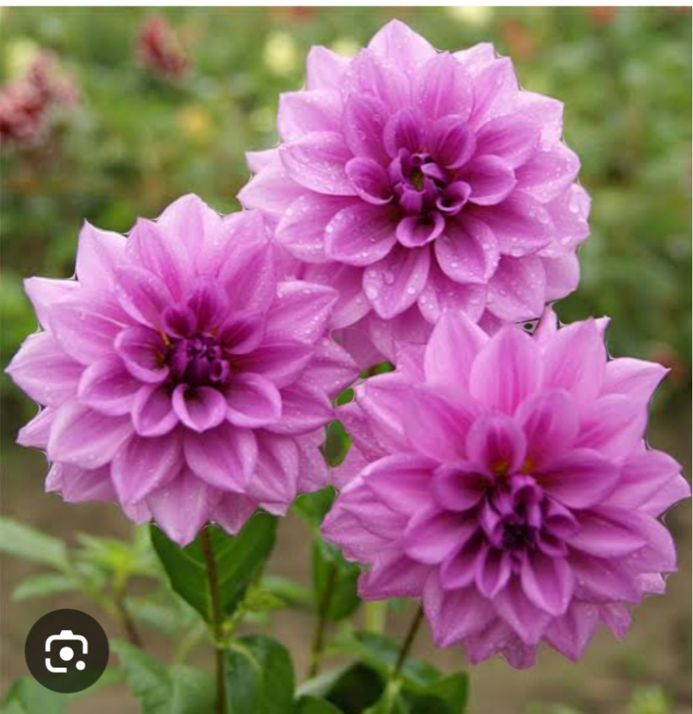 ダリア【秘境⠀】品のあるlight purpleのダリア 7,599円