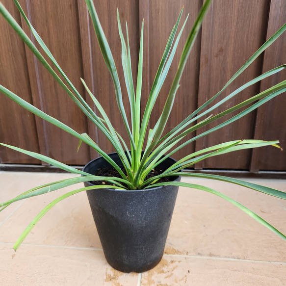 ユッカ　ブルーセントリー　エアーコンテナポット鉢植え　苗　レア品種 ユッカ ブルーセントリー エアーコンテナポット鉢植え 苗 レア品種