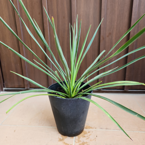 ユッカ ブルーセントリー 鉢植え 耐寒強 希少品種 レア 苗 ロック