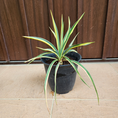 ユッカ フィラメントーサ イトラン カラーガード ポット苗 レア ロック