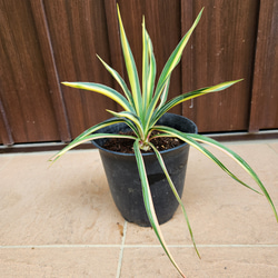 可愛い♪ユーカリ ポポラス テラコッタ鉢植え 苗 シンボルツリーに