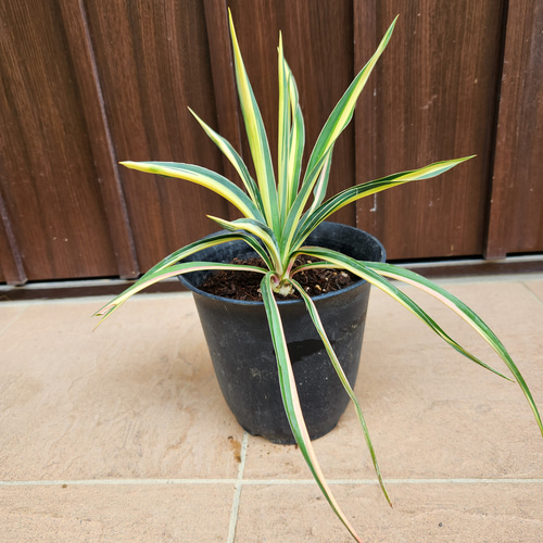 ユッカ フィラメントーサ イトラン カラーガード ポット苗 レア ロック