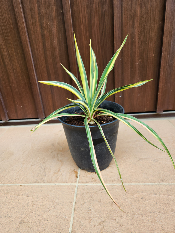 ユッカ 6号 フィラメントーサ カラーガード（Yucca flamentosa