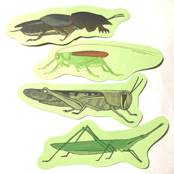 バッタのメッセージレター 4枚目の画像