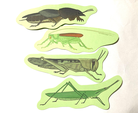 バッタのメッセージレター 4枚目の画像